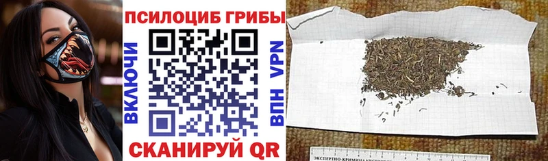 где продают   Пятигорск  Галлюциногенные грибы Magic Shrooms 